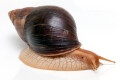 Lissachatina immaculata ssp. Mozambique adult